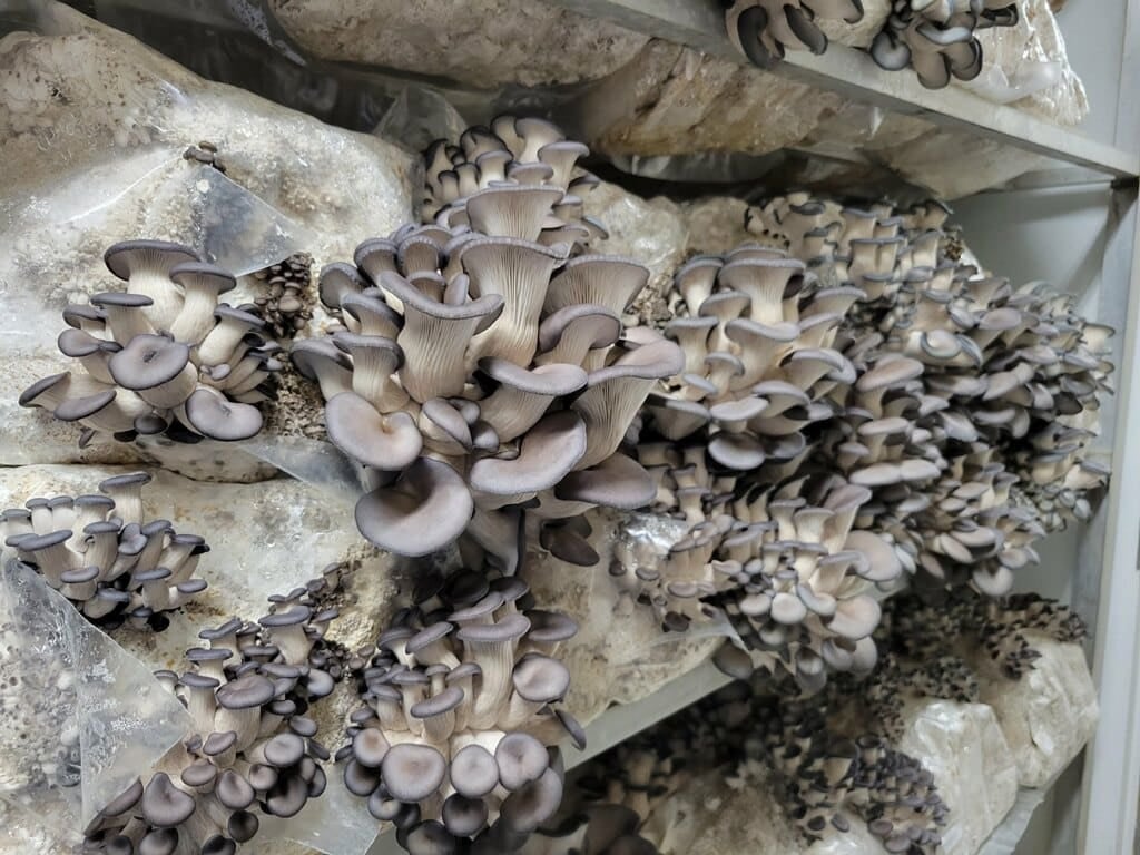 Explore the world of mushroom farming in controlled environments. Learn how to grow mushrooms in a shipping container.