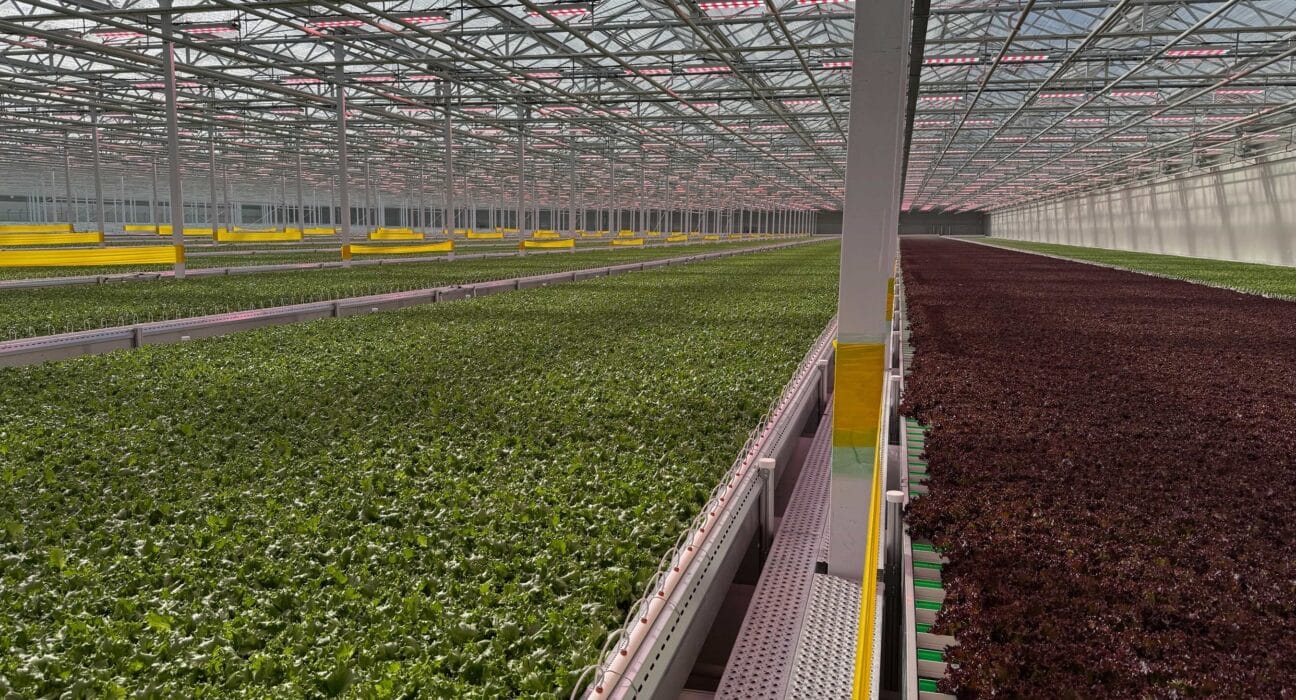 Green Automation’s fully automated growing system has been installed at Haven Greens, a 2-hectare greenhouse near Toronto, Ontario.