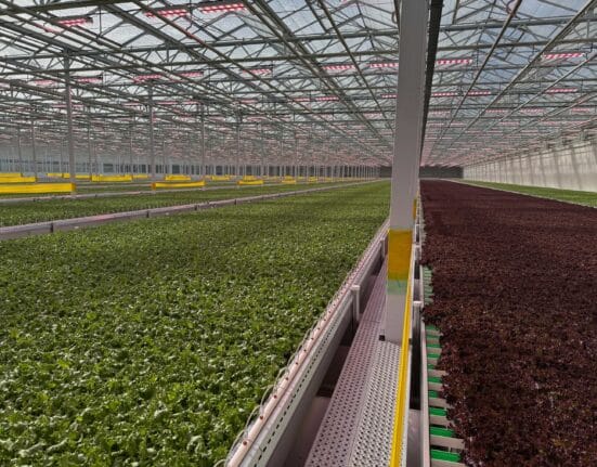 Green Automation’s fully automated growing system has been installed at Haven Greens, a 2-hectare greenhouse near Toronto, Ontario.