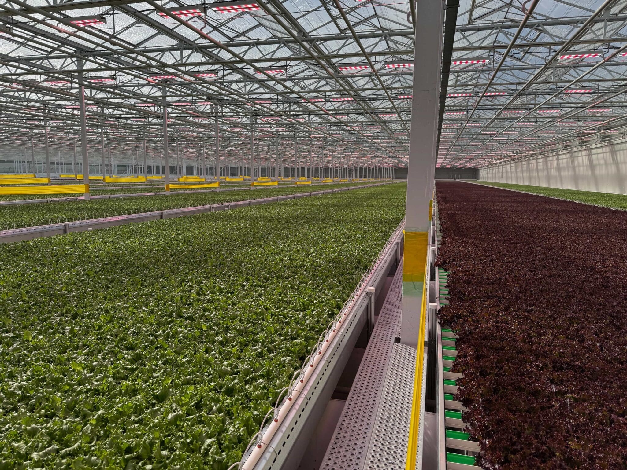 Green Automation’s fully automated growing system has been installed at Haven Greens, a 2-hectare greenhouse near Toronto, Ontario.