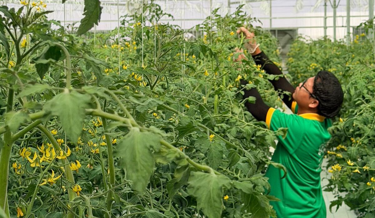 UNS Farms, part of the UAE-based Speedex Group, has launched a 10,000-square-metre tomato farm in Al Ain