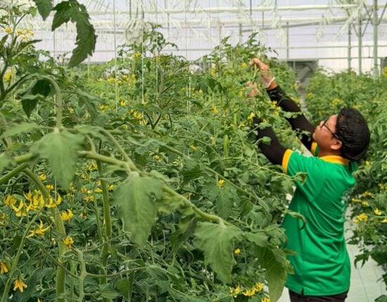 UNS Farms, part of the UAE-based Speedex Group, has launched a 10,000-square-metre tomato farm in Al Ain