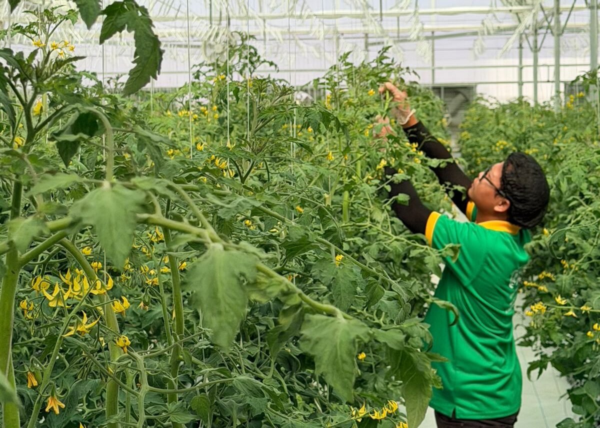 UNS Farms, part of the UAE-based Speedex Group, has launched a 10,000-square-metre tomato farm in Al Ain