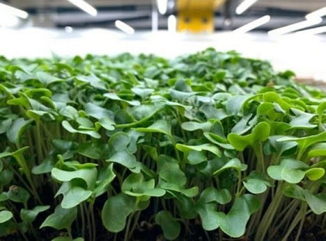 UPWARD FARMS