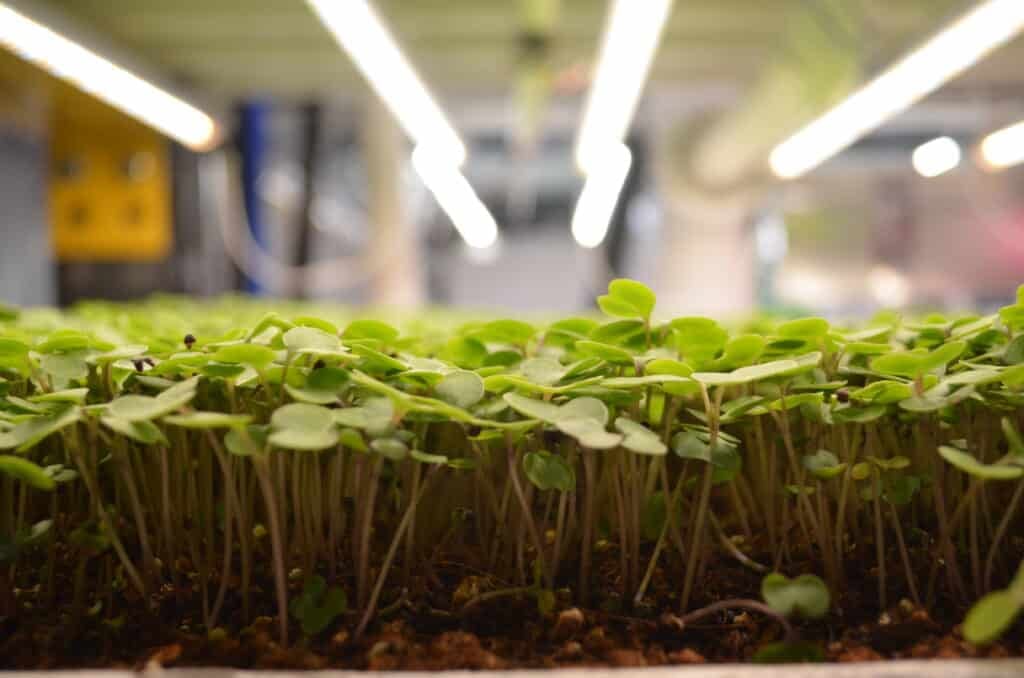 Upward Farms – Kale Microgreens