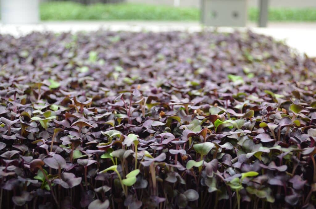 Upward Farms – Radish Microgreens