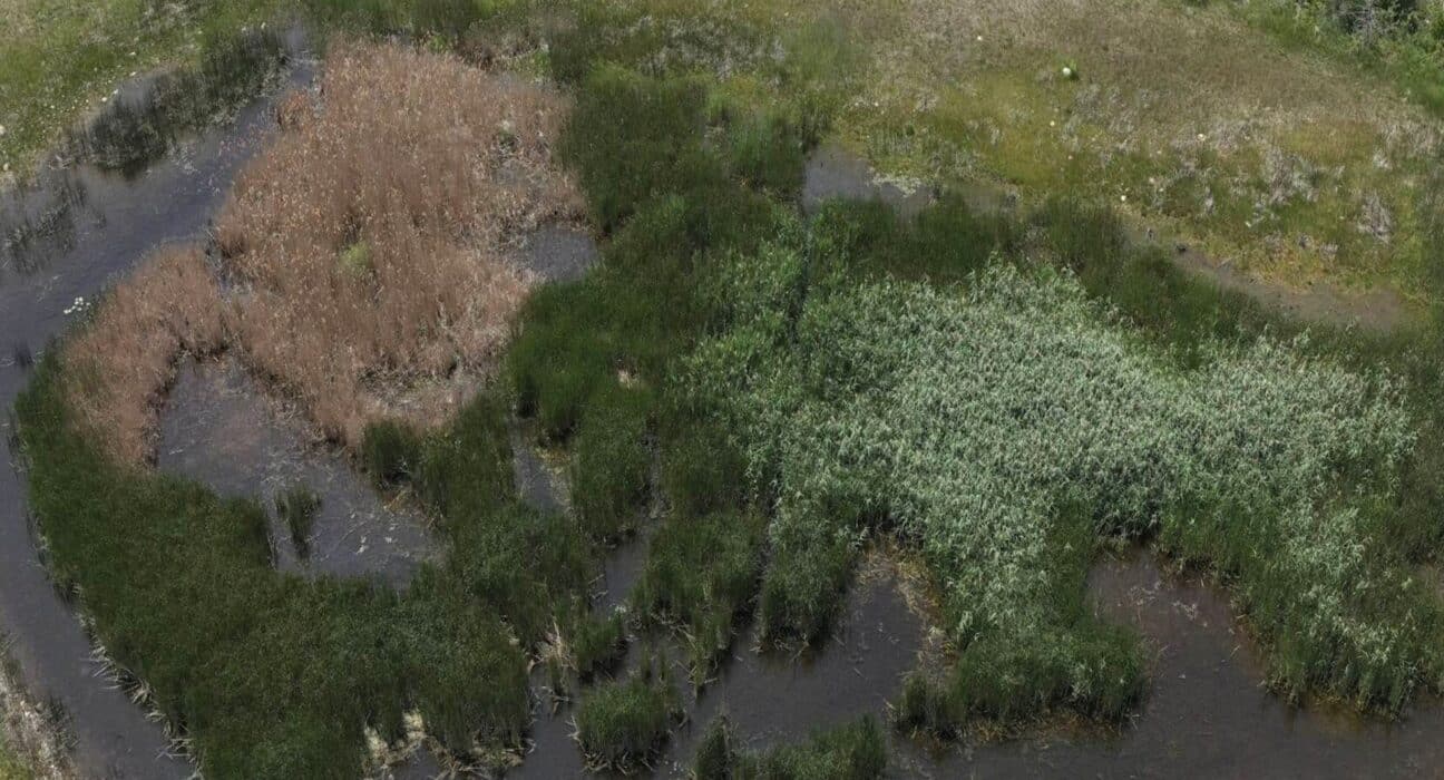 Findings were published in Invasive Plant Science and Management, a journal of the Weed Science Society of America (WSSA).