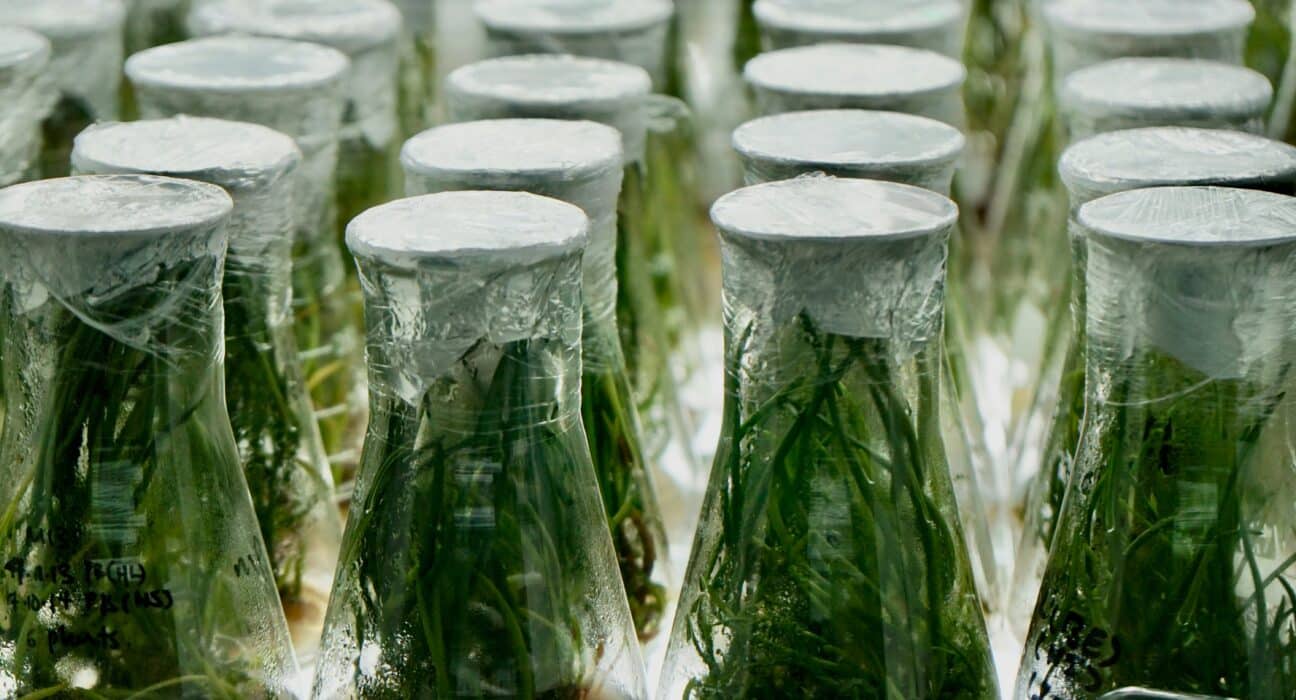 Spearhead Bio introduces TAHITI, a gene insertion technology that uses a plant's natural DNA-editing system to integrate traits in crops.