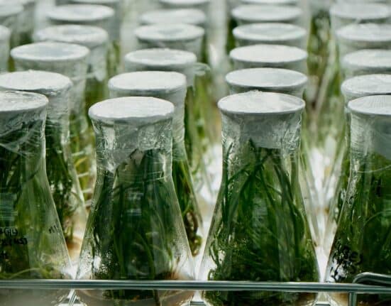 Spearhead Bio introduces TAHITI, a gene insertion technology that uses a plant's natural DNA-editing system to integrate traits in crops.