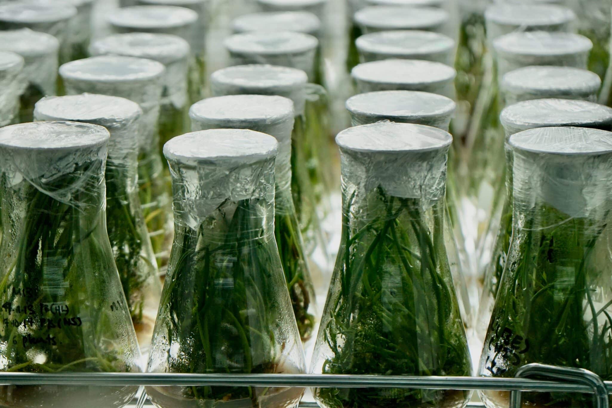 Spearhead Bio introduces TAHITI, a gene insertion technology that uses a plant's natural DNA-editing system to integrate traits in crops.