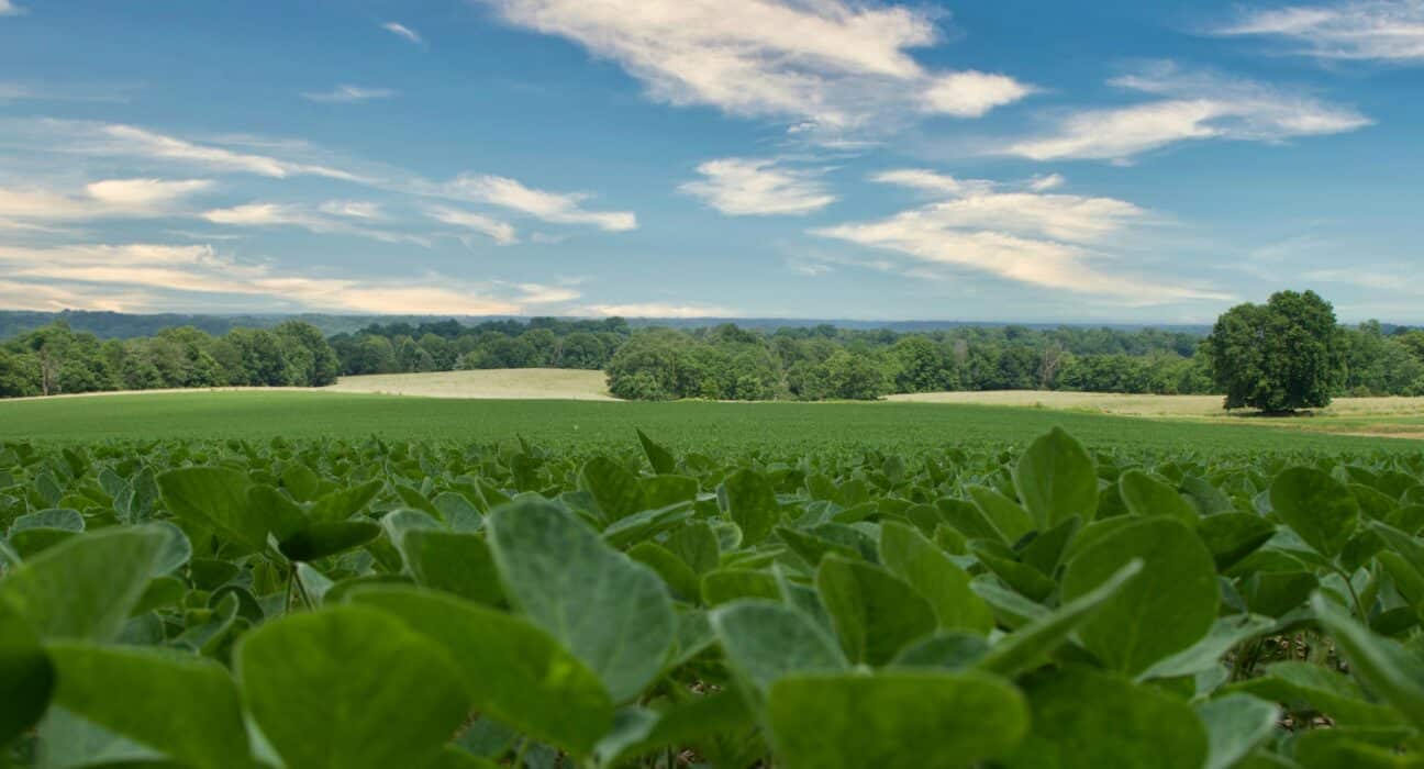 Cornell University researchers have confirmed glyphosate-resistant waterhemp in soybean fields in Seneca County, New York.