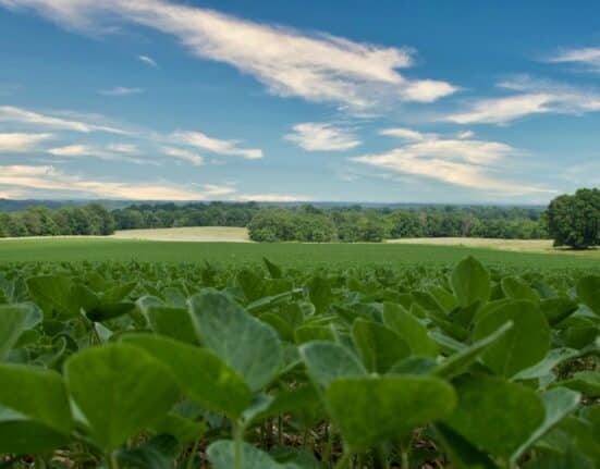 Cornell University researchers have confirmed glyphosate-resistant waterhemp in soybean fields in Seneca County, New York.