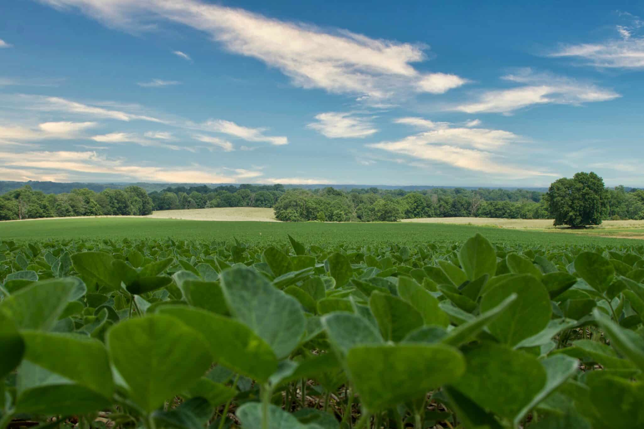 Cornell University researchers have confirmed glyphosate-resistant waterhemp in soybean fields in Seneca County, New York.