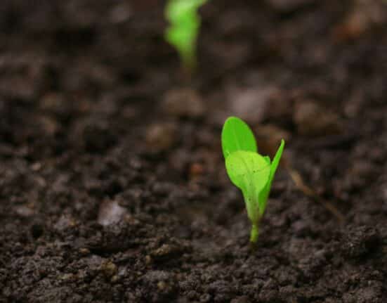 Inari names Rob Dunlop Chief Commercial Officer to lead global strategy and scale SEEDesign™ seed innovations for broadacre crops.