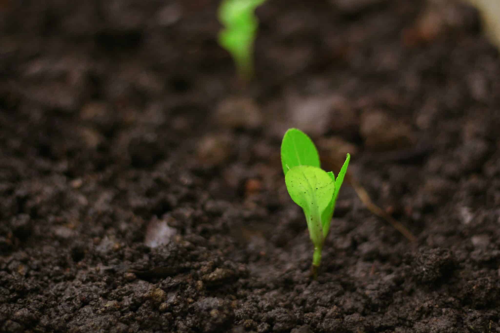 Inari names Rob Dunlop Chief Commercial Officer to lead global strategy and scale SEEDesign™ seed innovations for broadacre crops.