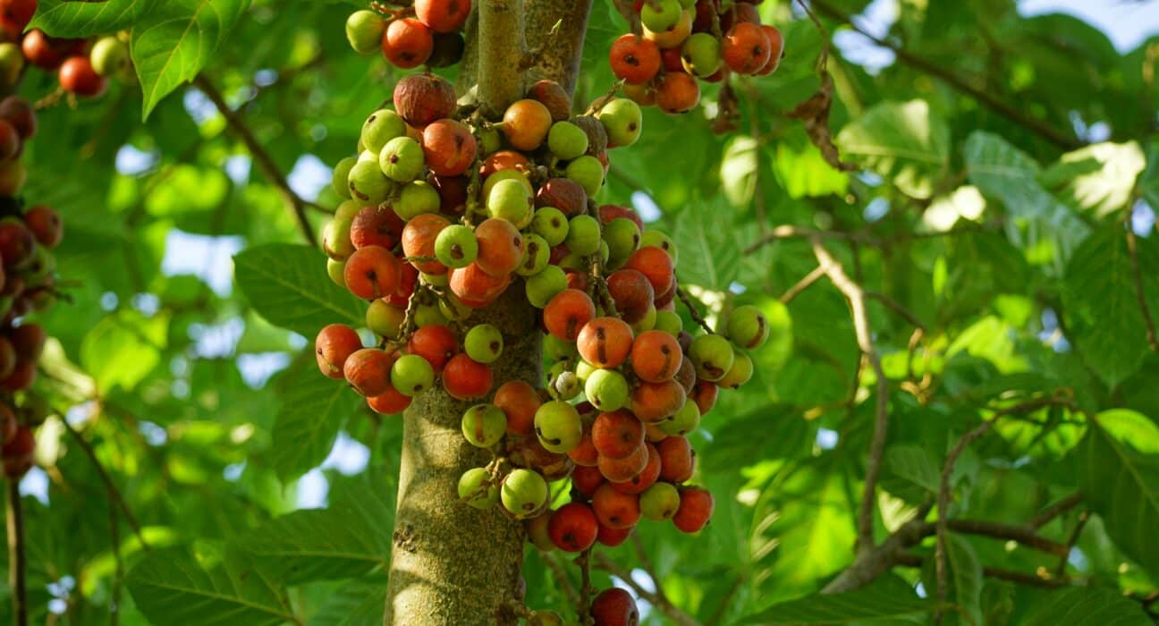 Dimitra and NACCU partner to launch a nationwide system helping 1M+ Kenyan coffee farmers achieve EUDR compliance and market access.