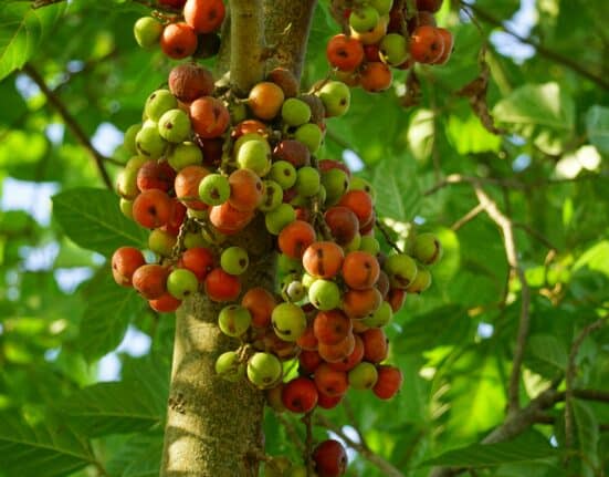 Dimitra and NACCU partner to launch a nationwide system helping 1M+ Kenyan coffee farmers achieve EUDR compliance and market access.
