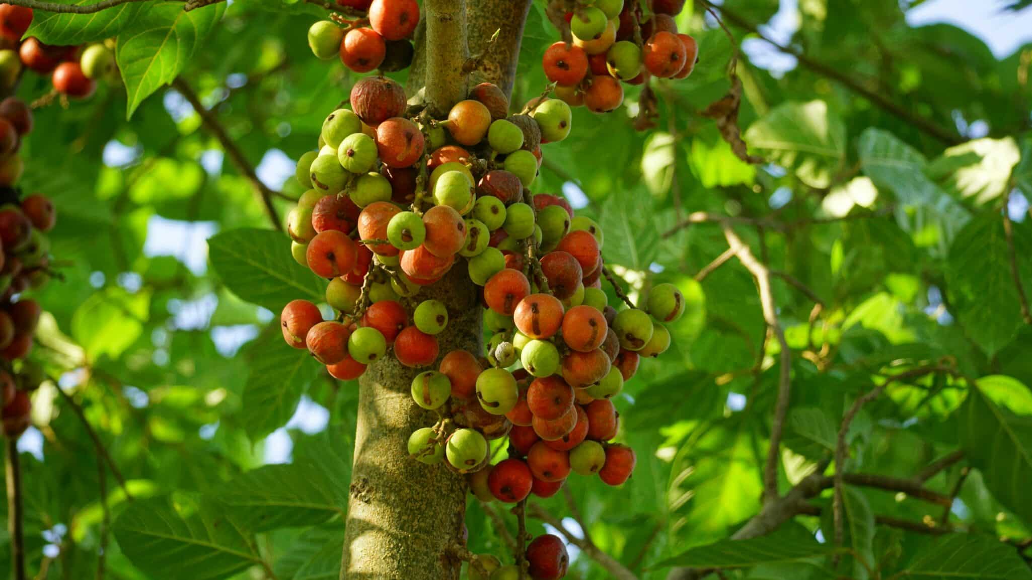 Dimitra and NACCU partner to launch a nationwide system helping 1M+ Kenyan coffee farmers achieve EUDR compliance and market access.