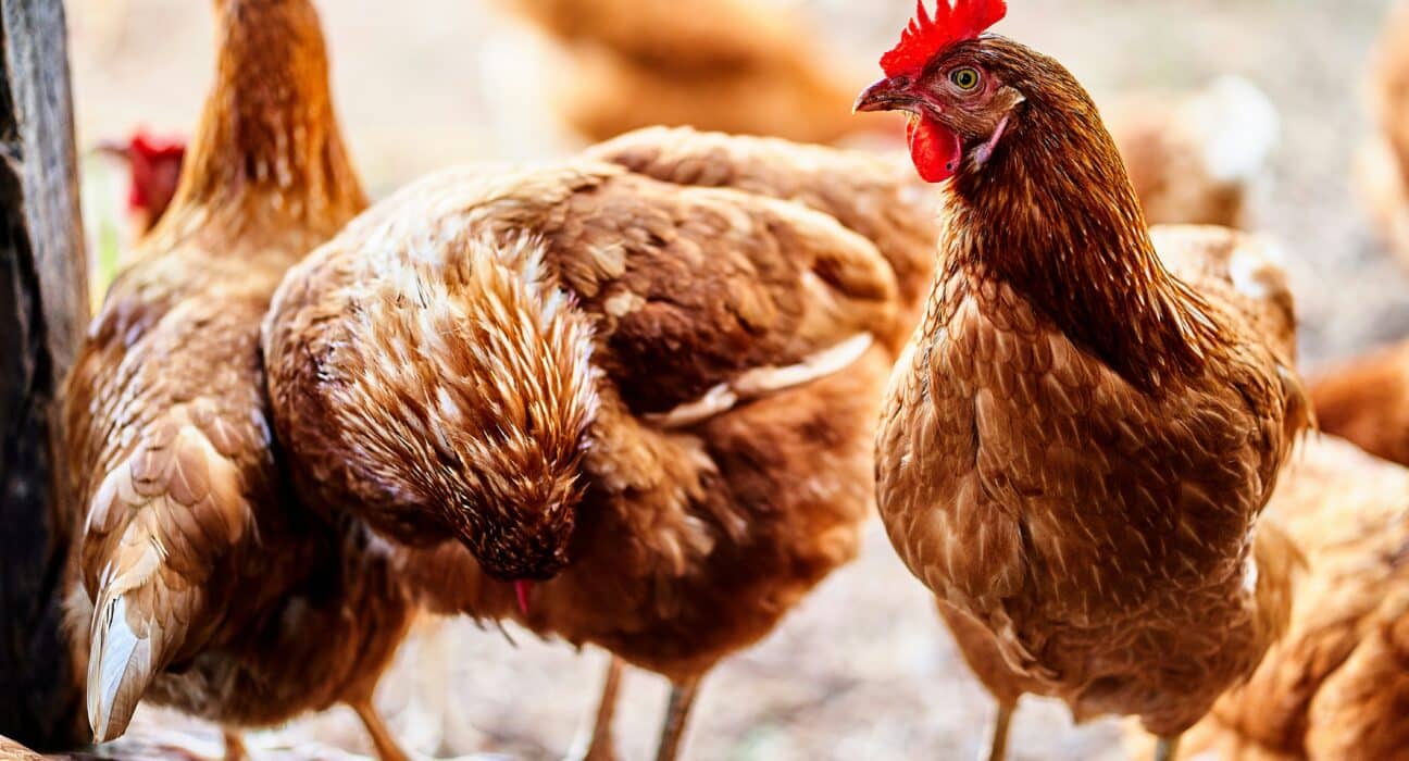 Mangoceuticals reported breakthrough field trial results for its MGX-0024, achieving 100% survival from respiratory diseases in poultry.