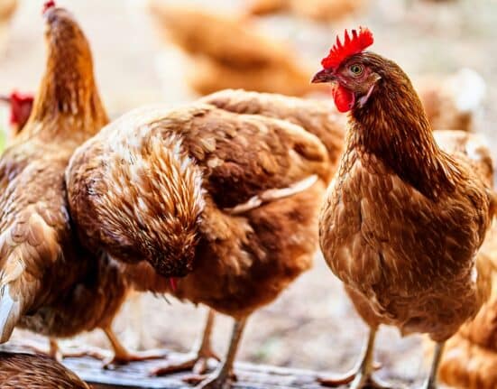 Mangoceuticals reported breakthrough field trial results for its MGX-0024, achieving 100% survival from respiratory diseases in poultry.