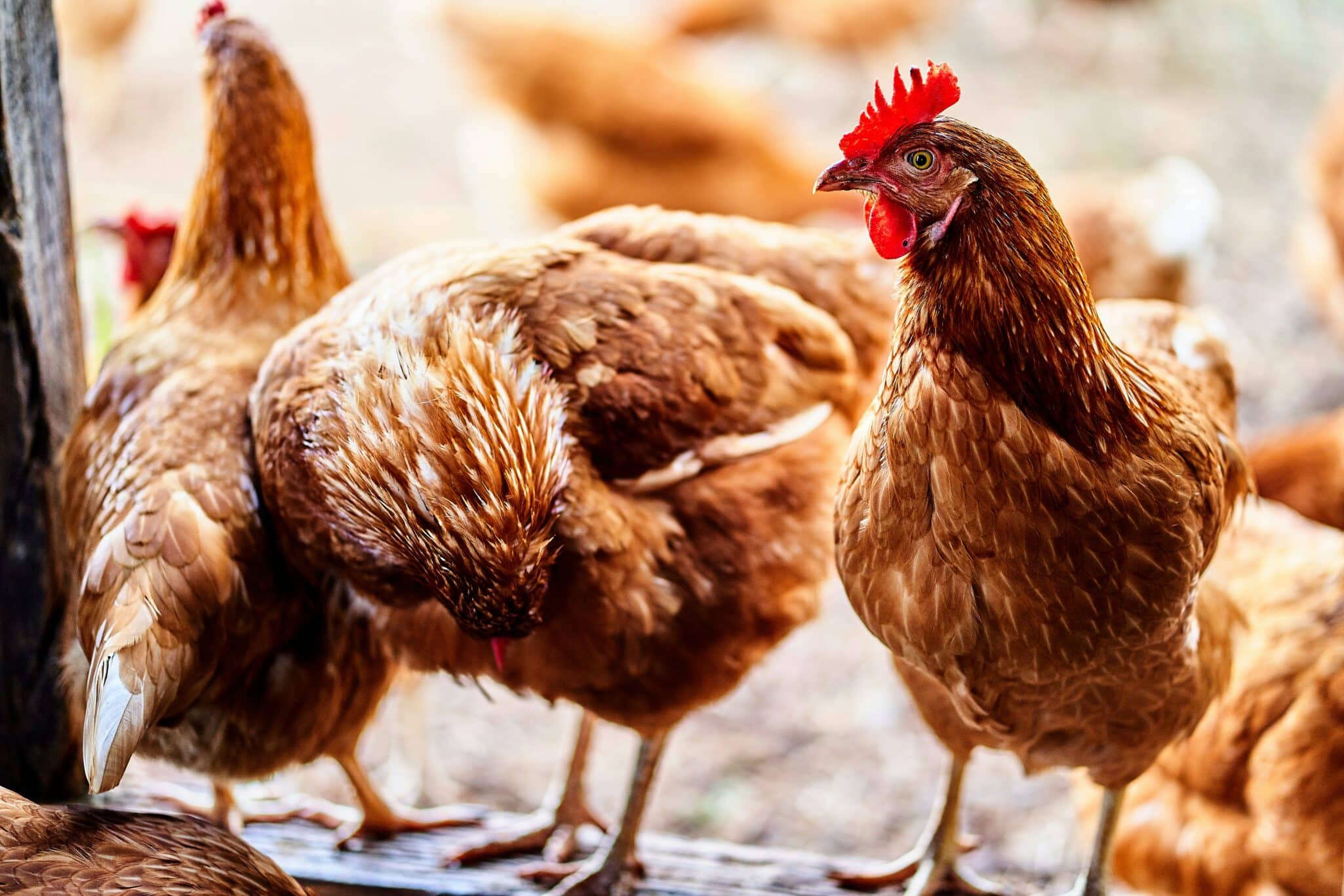 Mangoceuticals reported breakthrough field trial results for its MGX-0024, achieving 100% survival from respiratory diseases in poultry.