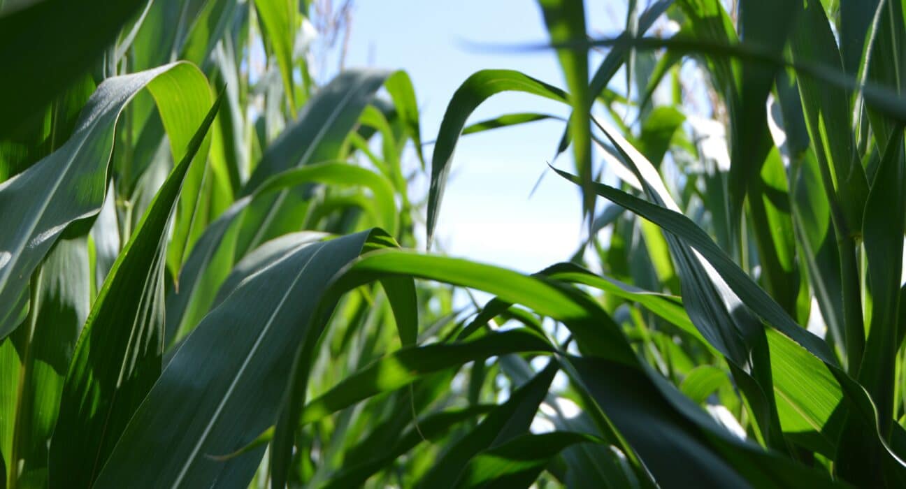 Bayer has launched the eighth year of The Watch, a farmer-first initiative to help monitor and manage corn rootworm.