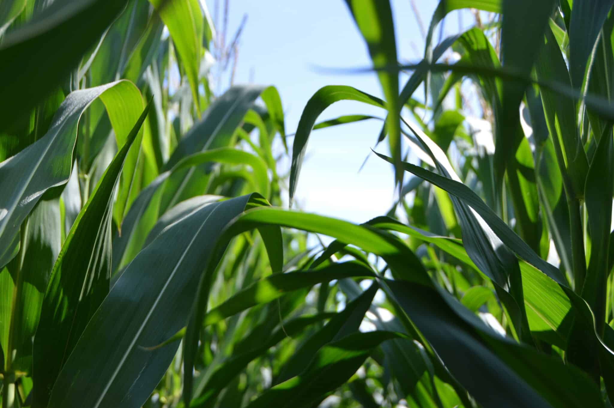 Bayer has launched the eighth year of The Watch, a farmer-first initiative to help monitor and manage corn rootworm.