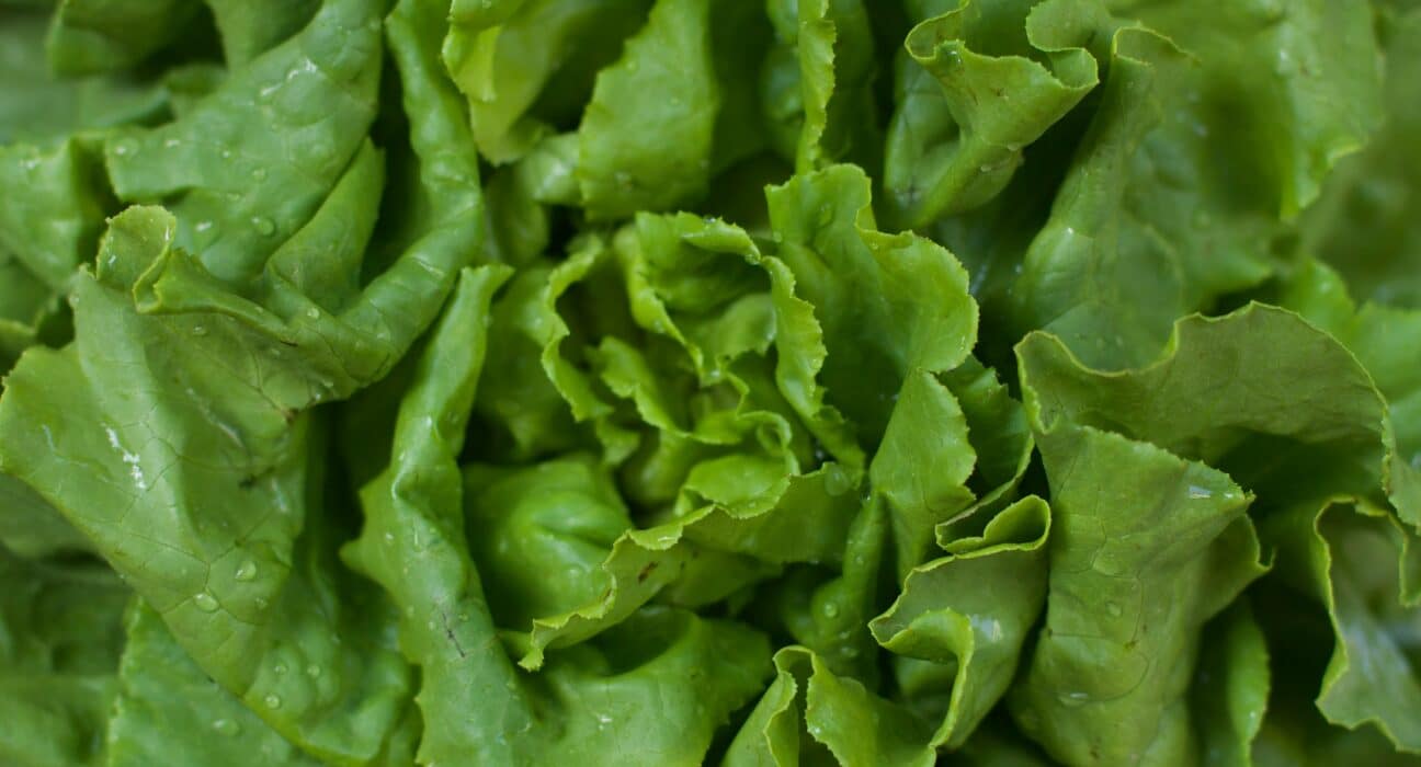 Based in Nigeria, FarmXic has launched a new range of soilless greenhouse systems and vertical aeroponic towers.
