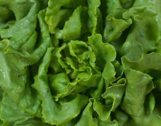 Based in Nigeria, FarmXic has launched a new range of soilless greenhouse systems and vertical aeroponic towers.
