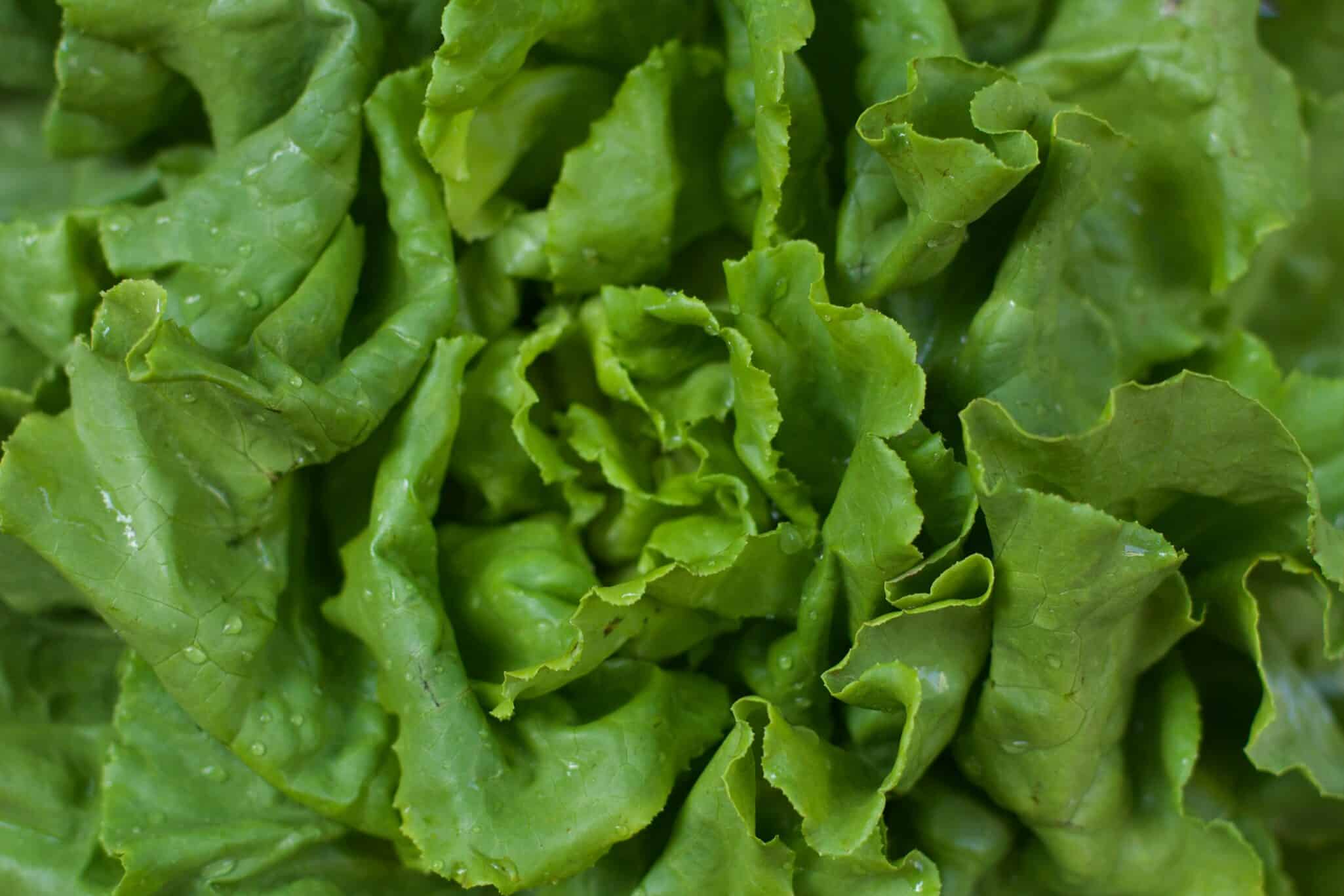 Based in Nigeria, FarmXic has launched a new range of soilless greenhouse systems and vertical aeroponic towers.