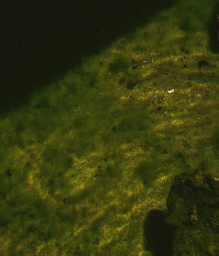 Provectus Algae secures US$10.1M in Series A financing and US$2.5M in Australian government grants, which will support the scaling of Surf'N'Turf®.
