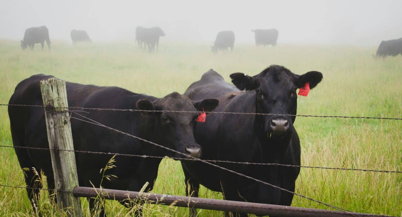 Explore Livestock Disease Management strategies that enhance animal welfare and cut medical costs through proactive approaches.