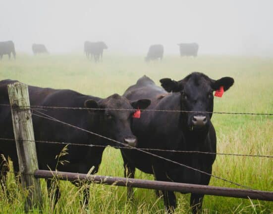 Explore Livestock Disease Management strategies that enhance animal welfare and cut medical costs through proactive approaches.