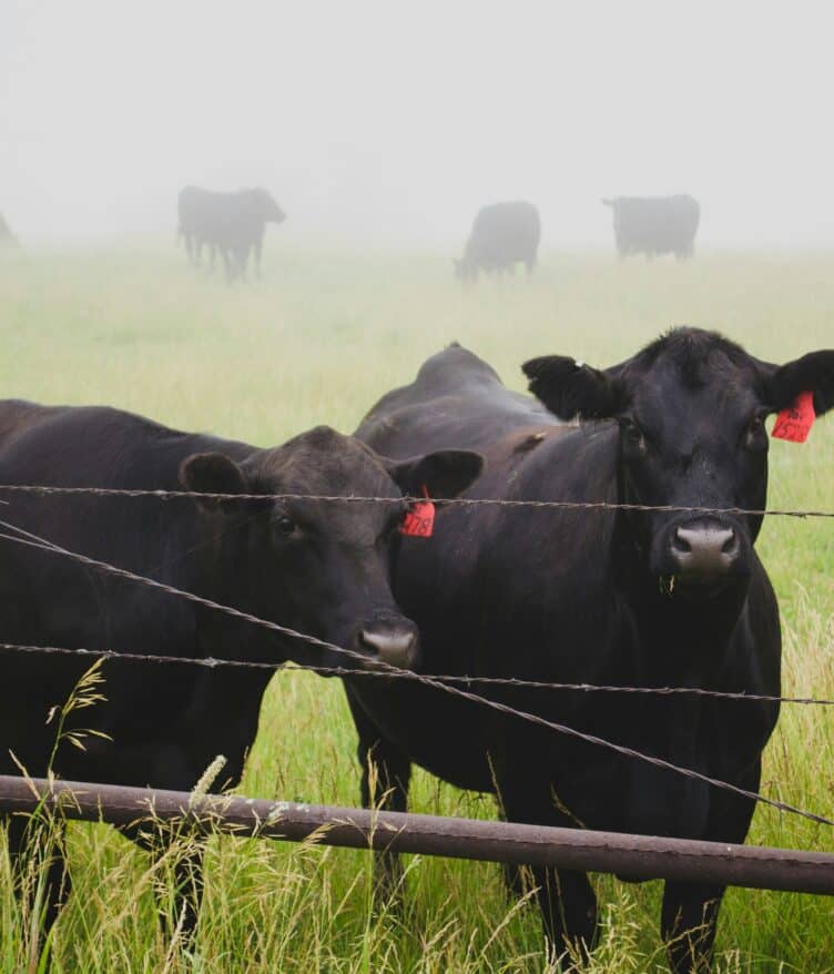 Explore Livestock Disease Management strategies that enhance animal welfare and cut medical costs through proactive approaches.
