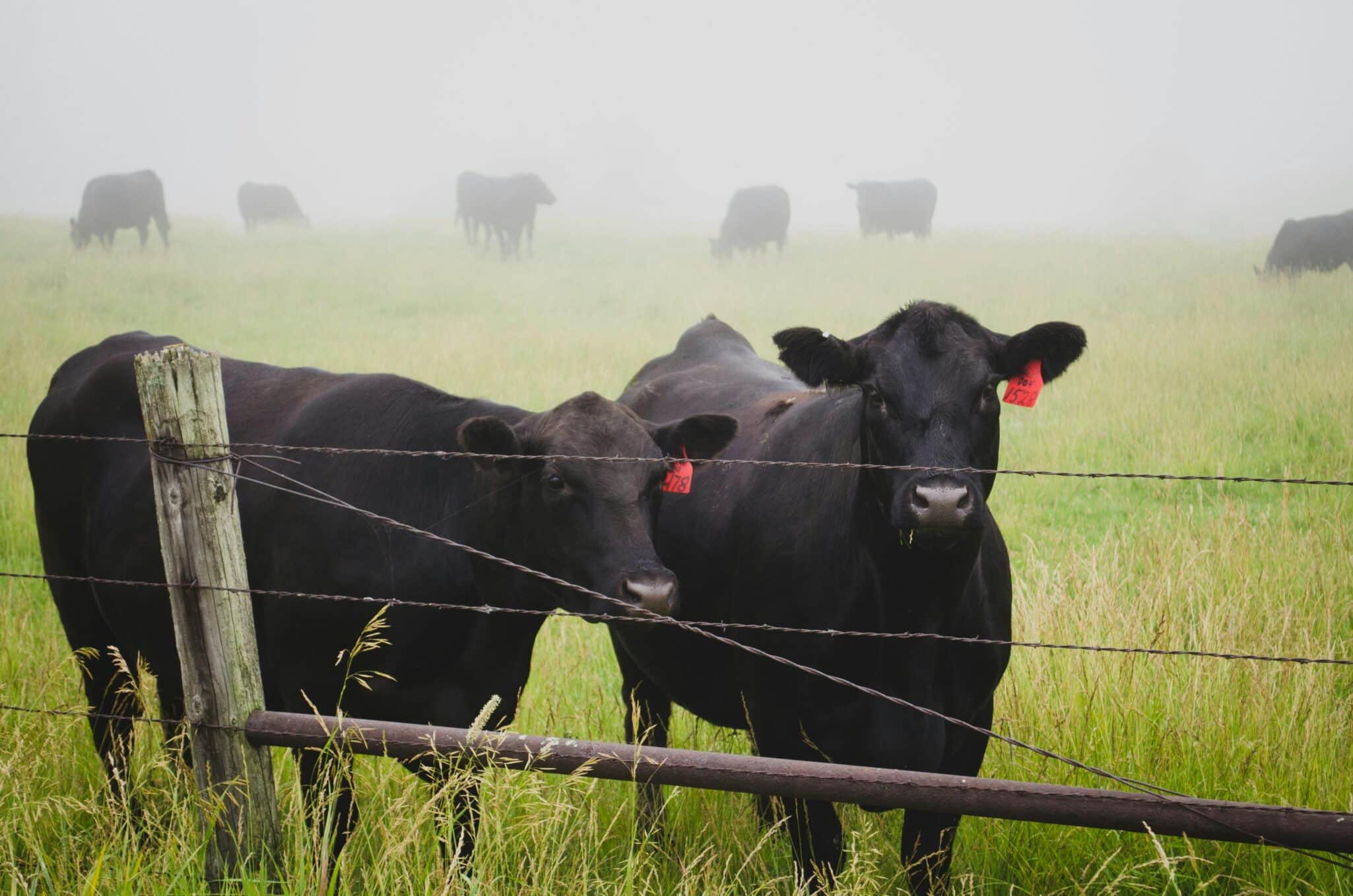 Explore Livestock Disease Management strategies that enhance animal welfare and cut medical costs through proactive approaches.