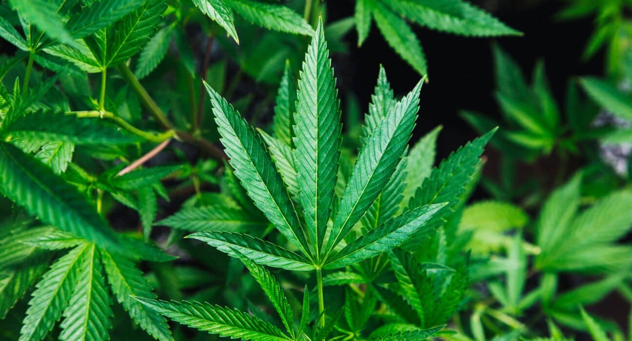 Village Farms has announced plans to expand its cannabis cultivation operations by converting part of its Delta 2 greenhouse facility.
