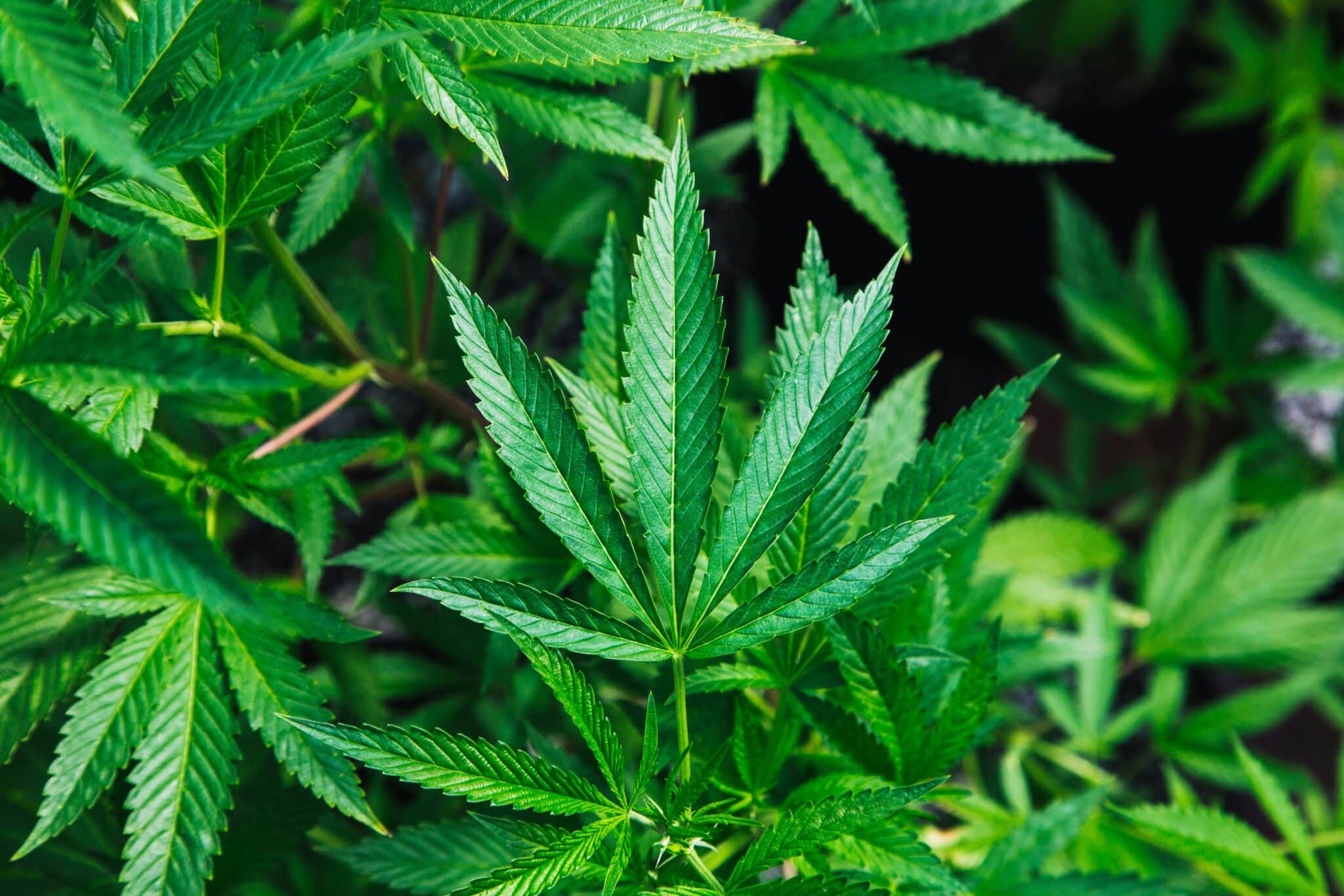 Village Farms has announced plans to expand its cannabis cultivation operations by converting part of its Delta 2 greenhouse facility.