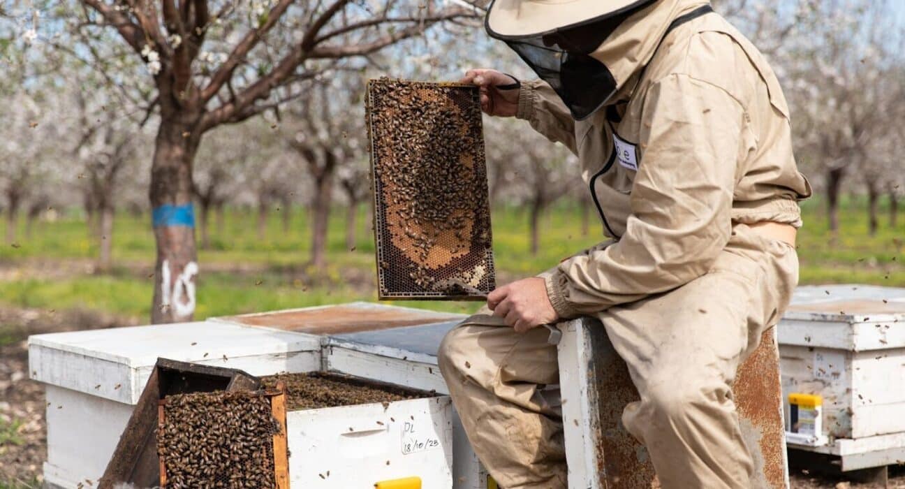 ToBe introduces HiveMaster, a precision IoT device aimed at protecting honeybees from Varroa mites, a leading cause of bee population decline