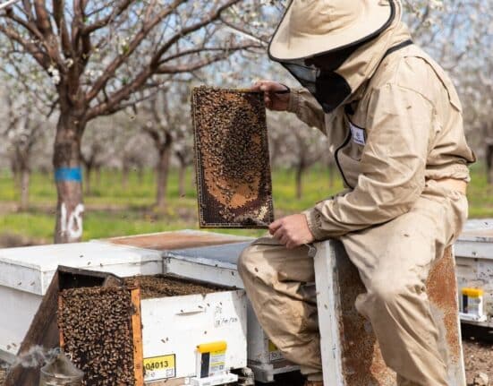 ToBe introduces HiveMaster, a precision IoT device aimed at protecting honeybees from Varroa mites, a leading cause of bee population decline