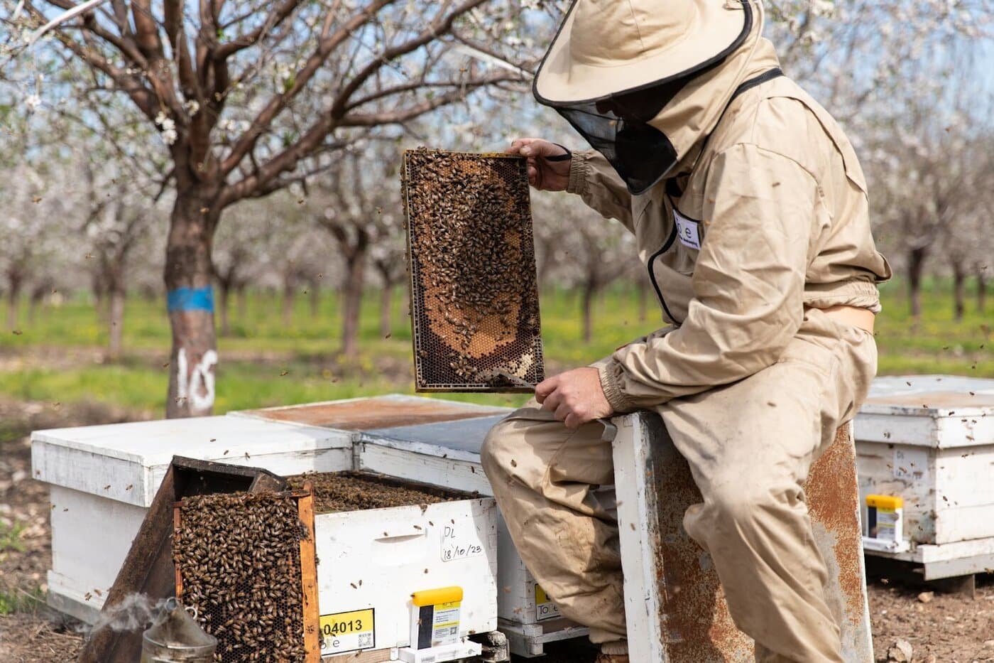 ToBe introduces HiveMaster, a precision IoT device aimed at protecting honeybees from Varroa mites, a leading cause of bee population decline