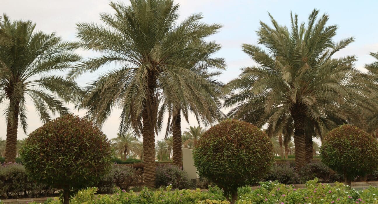 Saudi Arabia & South Korea officially started a joint initiative for modern farming with the launch of a smart agriculture complex in Riyadh.