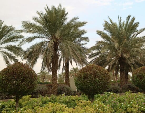 Saudi Arabia & South Korea officially started a joint initiative for modern farming with the launch of a smart agriculture complex in Riyadh.