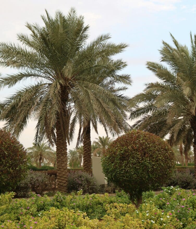 Saudi Arabia & South Korea officially started a joint initiative for modern farming with the launch of a smart agriculture complex in Riyadh.