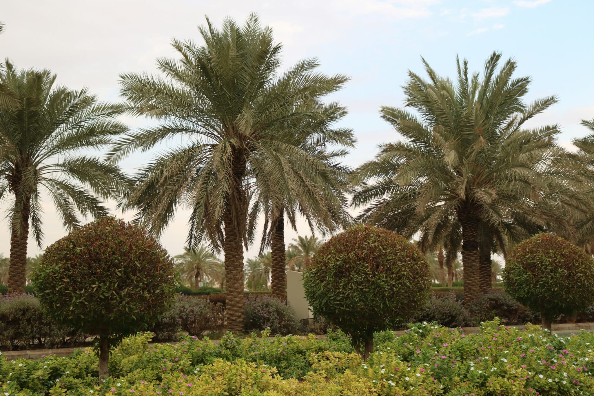 Saudi Arabia & South Korea officially started a joint initiative for modern farming with the launch of a smart agriculture complex in Riyadh.