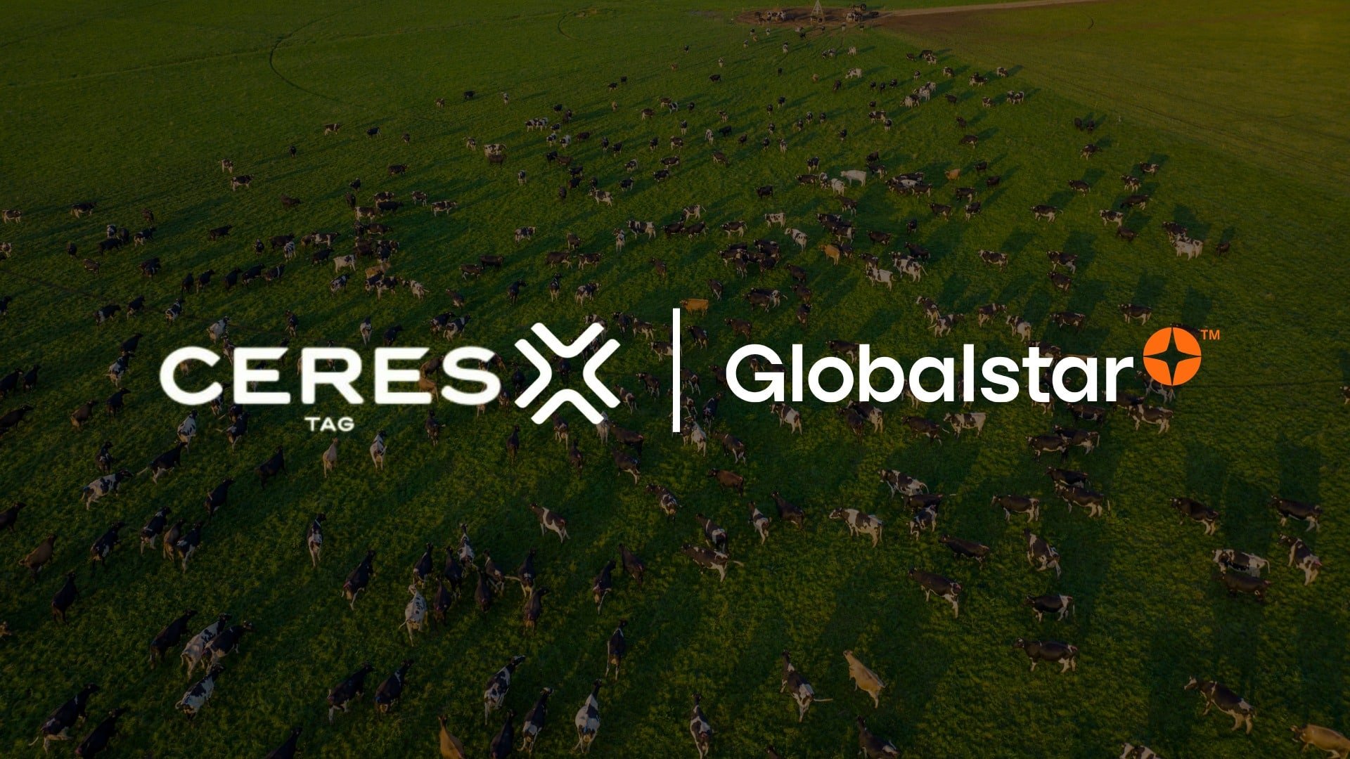 Globalstar has reaffirmed its partnership with CERES TAG to deliver real-time connectivity for animal health monitoring.