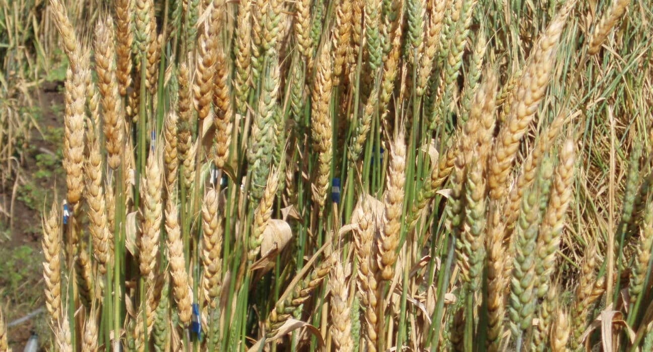 Yunqing Jian and Zunyong Liu are charged with smuggling Fusarium graminearum, a fungus linked to agroterrorism risks.