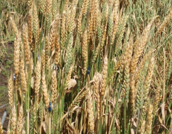 Yunqing Jian and Zunyong Liu are charged with smuggling Fusarium graminearum, a fungus linked to agroterrorism risks.