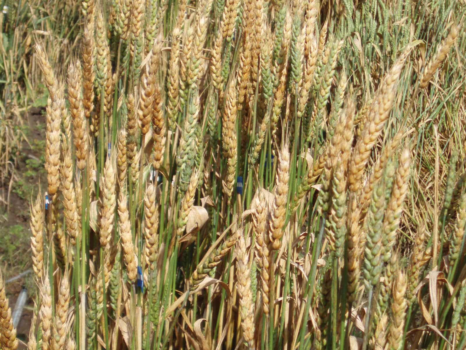 Yunqing Jian and Zunyong Liu are charged with smuggling Fusarium graminearum, a fungus linked to agroterrorism risks.