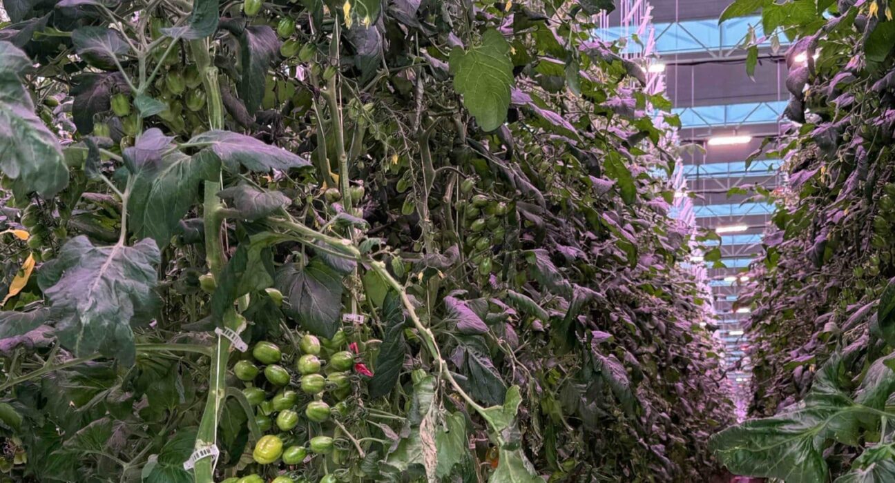 Sollum Technologies has released results from a commercial greenhouse trial conducted in Ontario, Canada, focused on the use of dynamic LED lighting in grape tomato production.