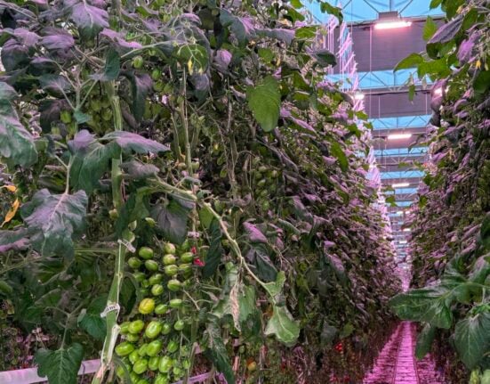 Sollum Technologies has released results from a commercial greenhouse trial conducted in Ontario, Canada, focused on the use of dynamic LED lighting in grape tomato production.
